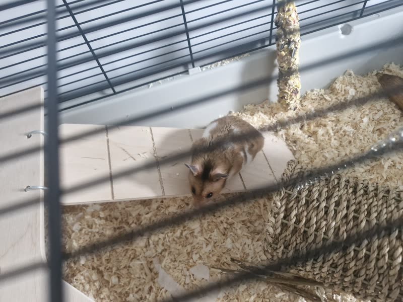 A gerbil burrowing into fresh sawdust bedding at the bottom of a cage