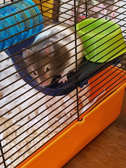 A brown and white hamster curled inside a purple exercise wheel in a bright cage