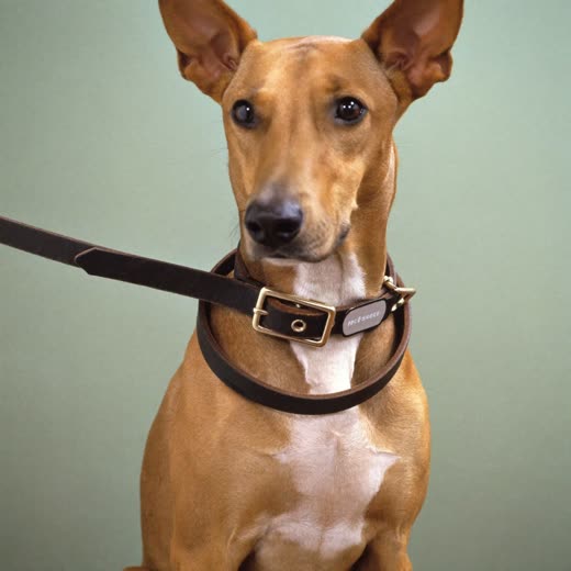 A plain leather dog collar and lead coiled on a pastel background